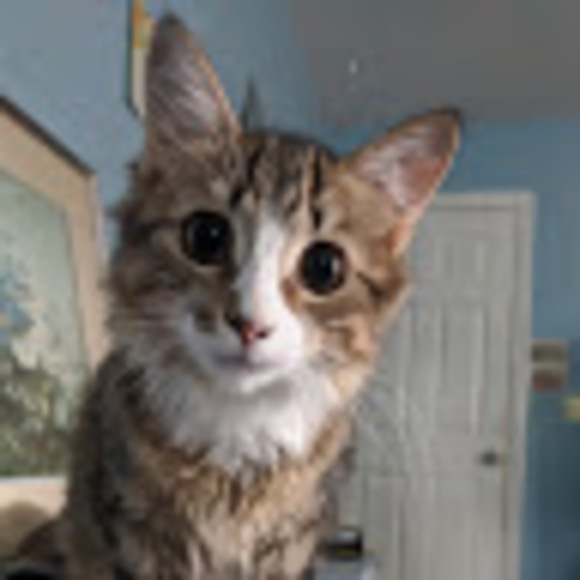 Meet your Posher, Jake - Picture 1 of 1